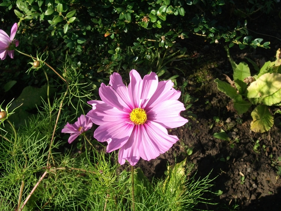 Gardens gardening blossoms