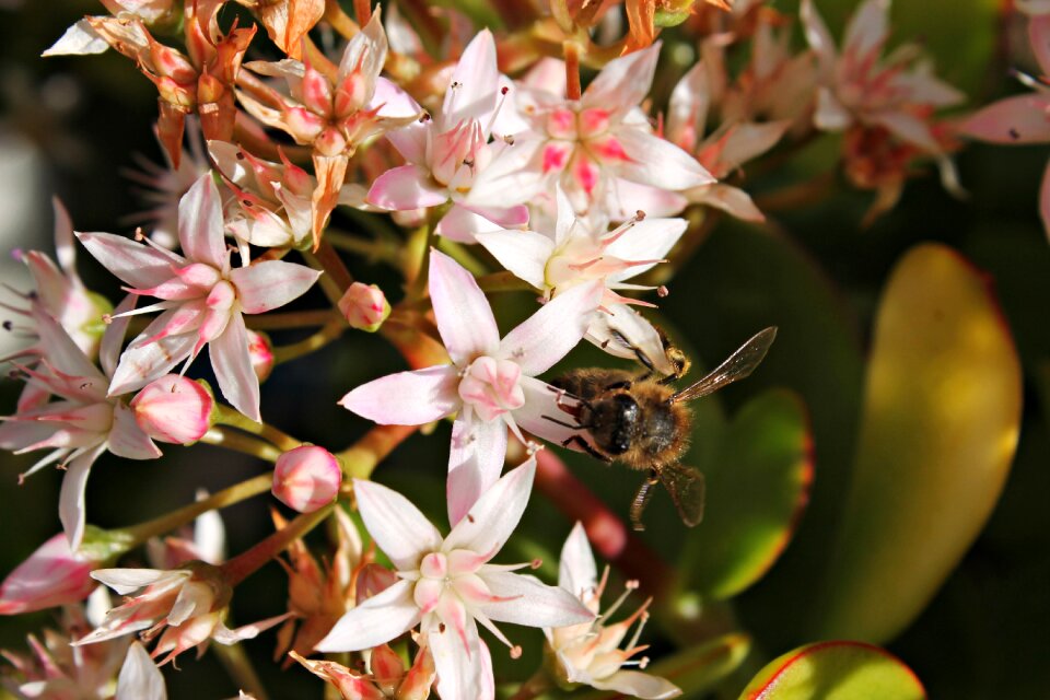 Honey sweet insects