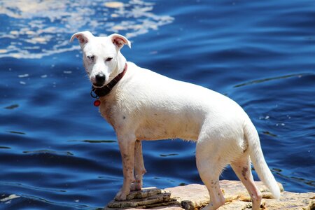 Dog river bach