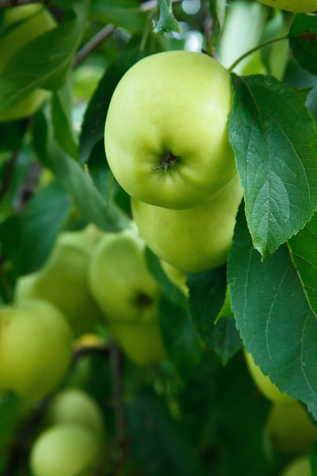 Bunch crop food