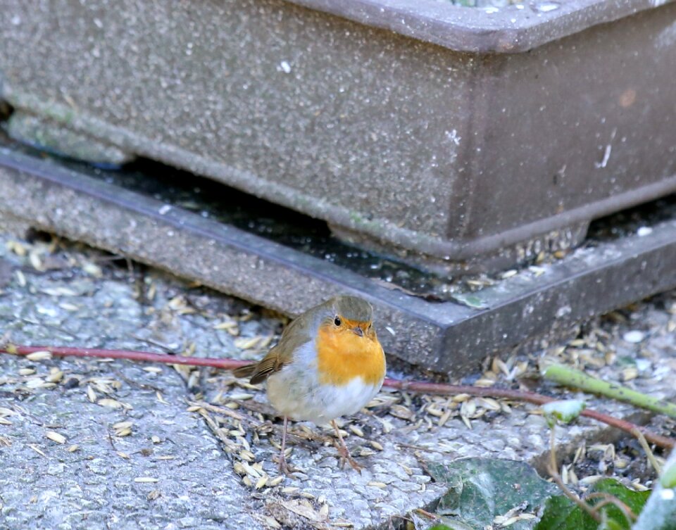Bird food seed feeding