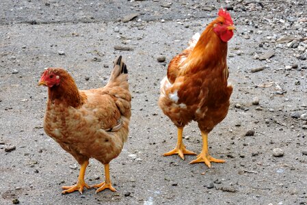 Animals paws beak