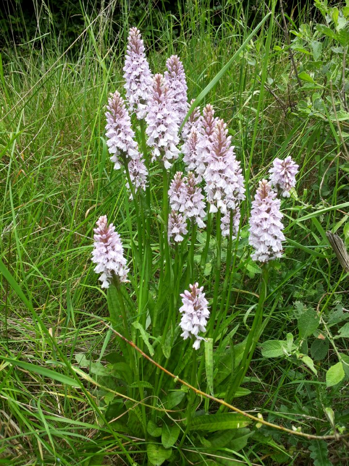 Orchid flower plant