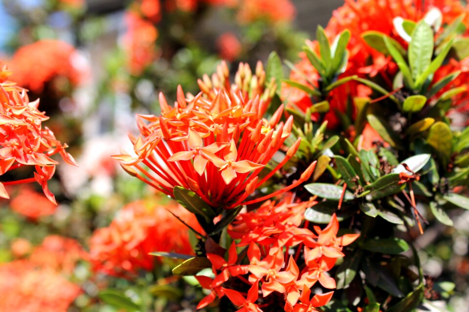 Flower garden garden flowers