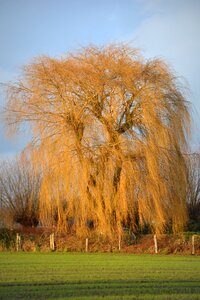Nature landscape weeping willow photo