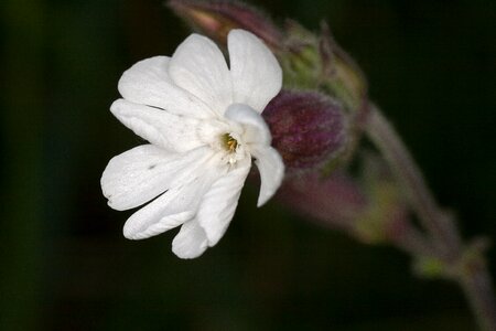 White macro wild plant photo