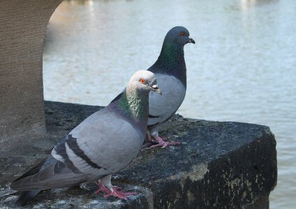Animal water dove