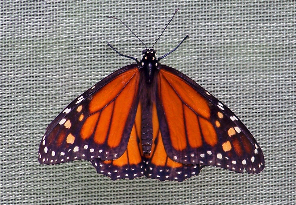 Wings bug wildlife