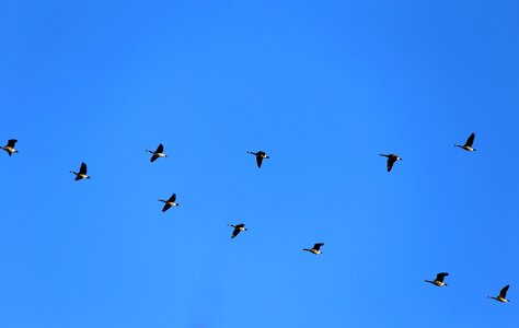 Birds dash blue photo