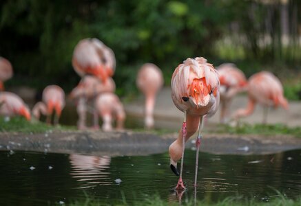 Pink bird animal photo