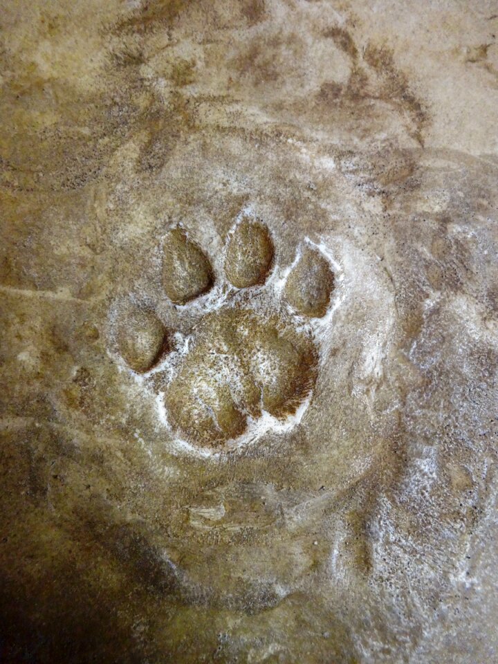 Animal foot felids fox
