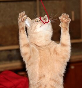 Domestic cat play mieze
