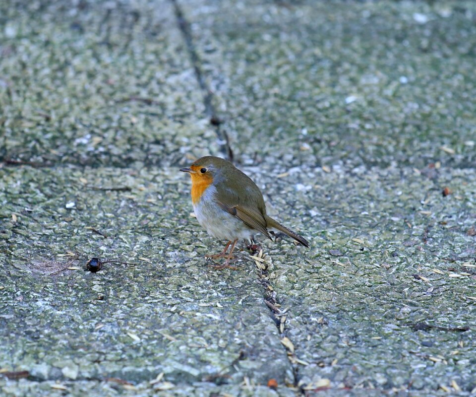 Bird small birds feeding place
