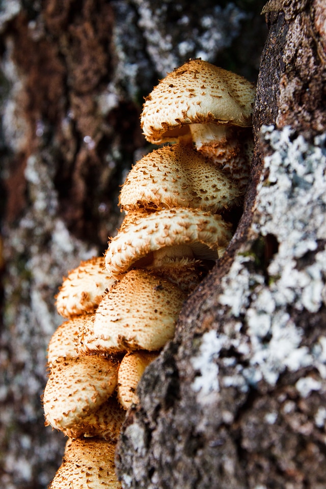 Forest fungi fungus