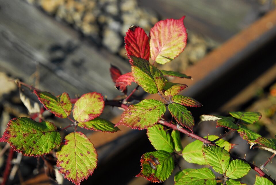 Thorns leaves nature