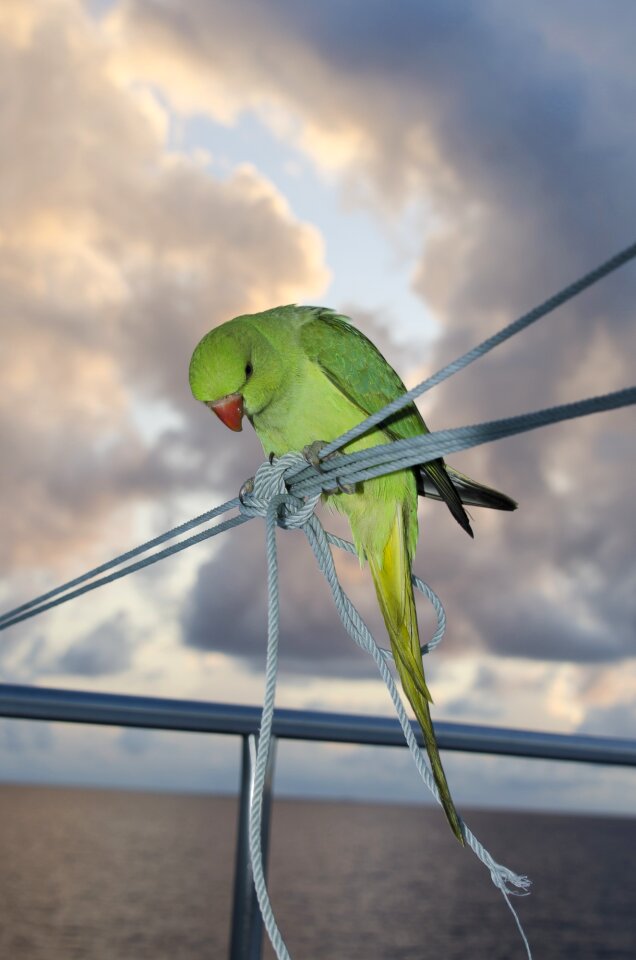 Bird green animal