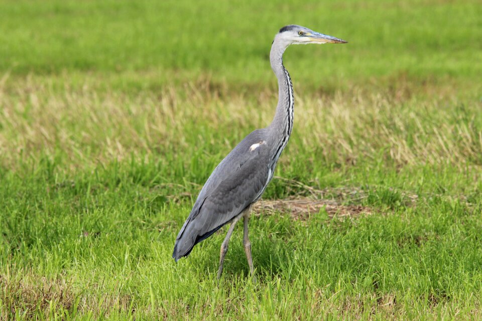Bird eastern animal