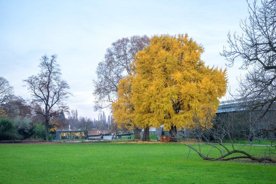 Forest golden autumn yellow