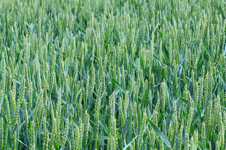 Corn countryside crop