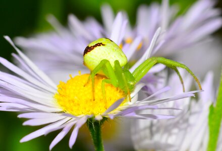 Green flower margaret photo