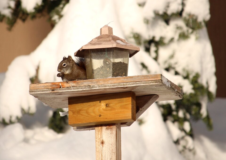 Snow wildlife squirrel feeding