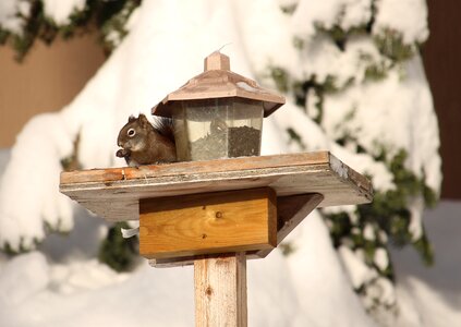 Snow wildlife squirrel feeding