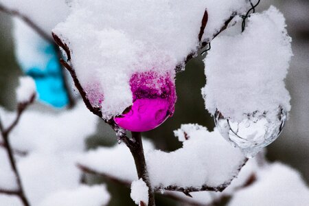 Cold frozen white