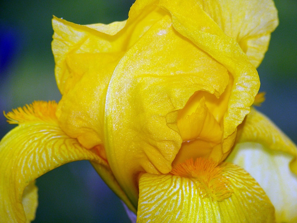 Blooms blooming petals