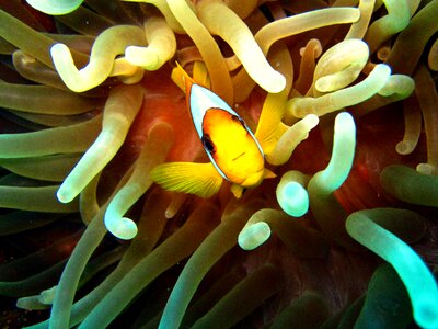 Diving fish anemone photo