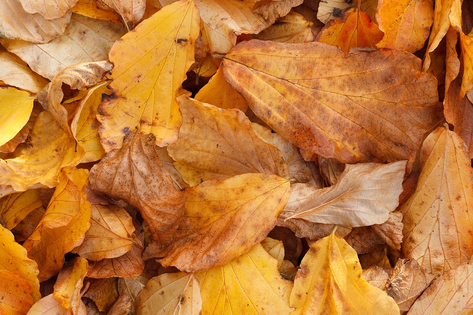 Bright color fall