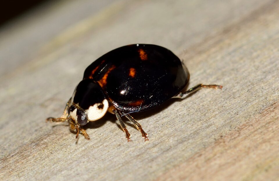 Beetle insects macro
