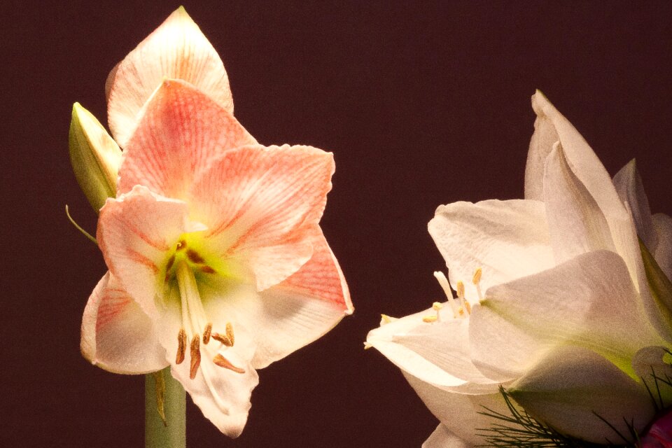Flowers flower plant