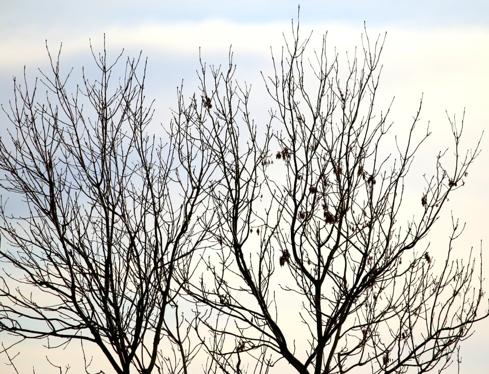 Winter garden silhouette