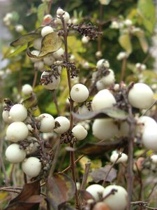 Nature beech mountain fruit