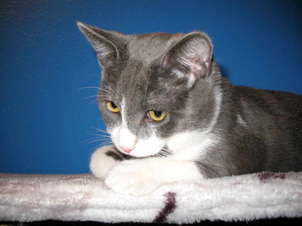 Animal feline rest