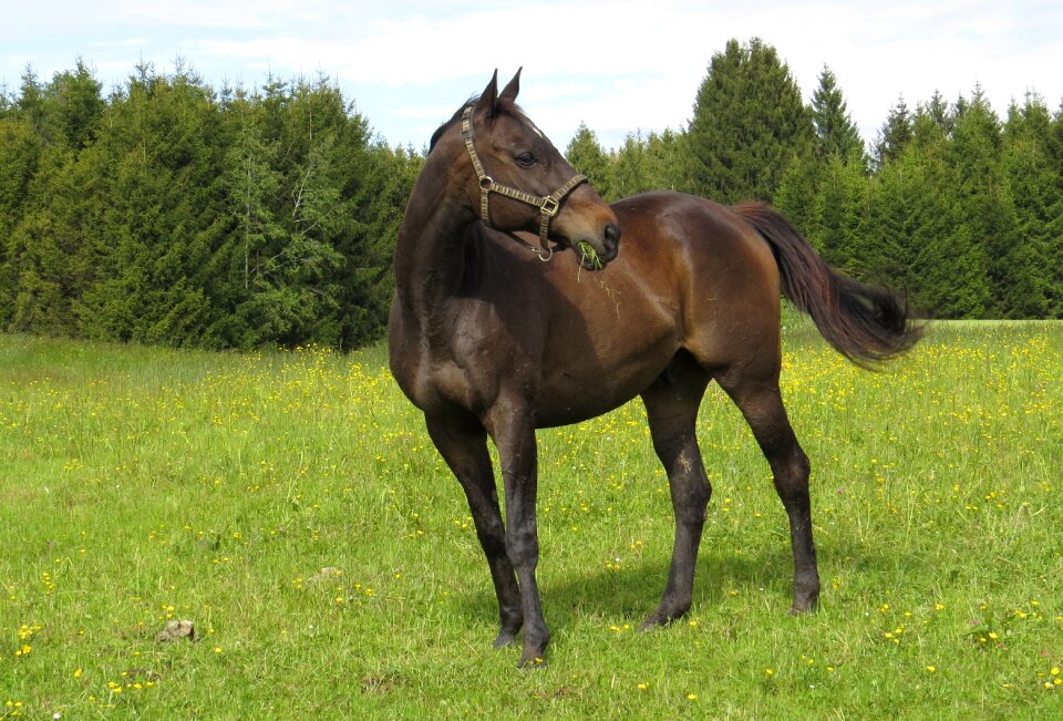 Nature ride warmblut