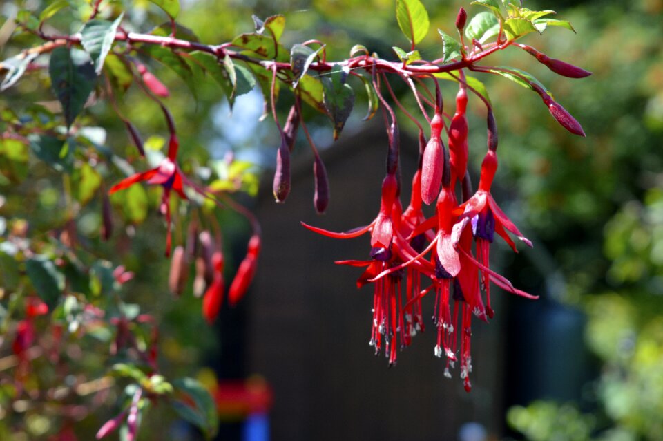 Floral petal blossom