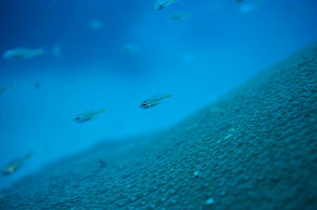 Sea fish macro