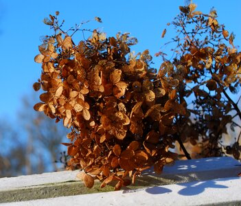 Bloom faded winter