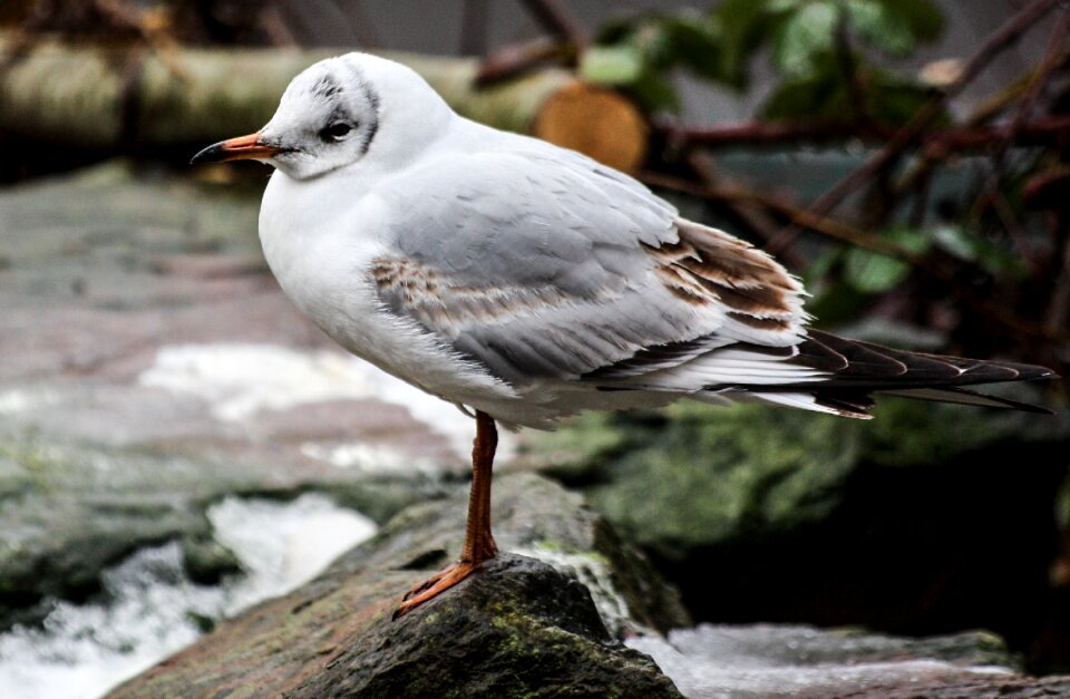 Bird animal seevogel