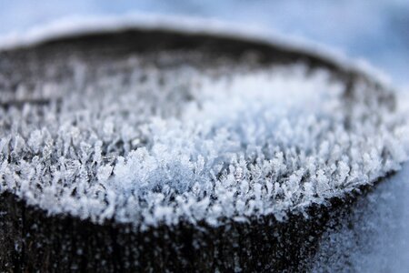 Frost winter nature photo