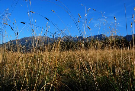Podhale grass polish tatras