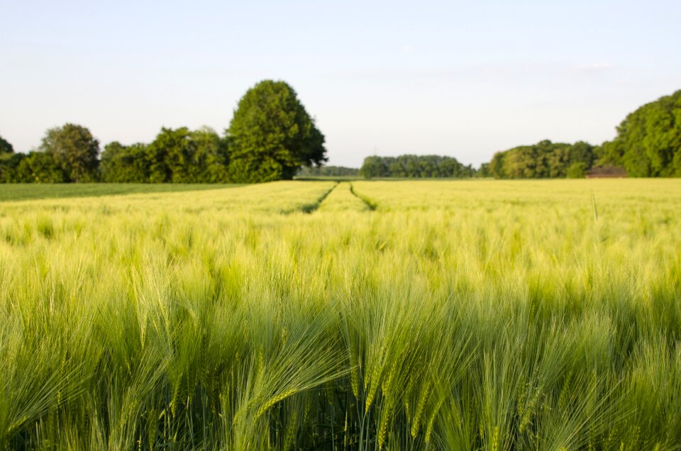 Green trees landscape photo