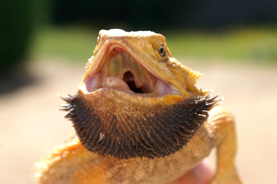 Pogona reptile lizard