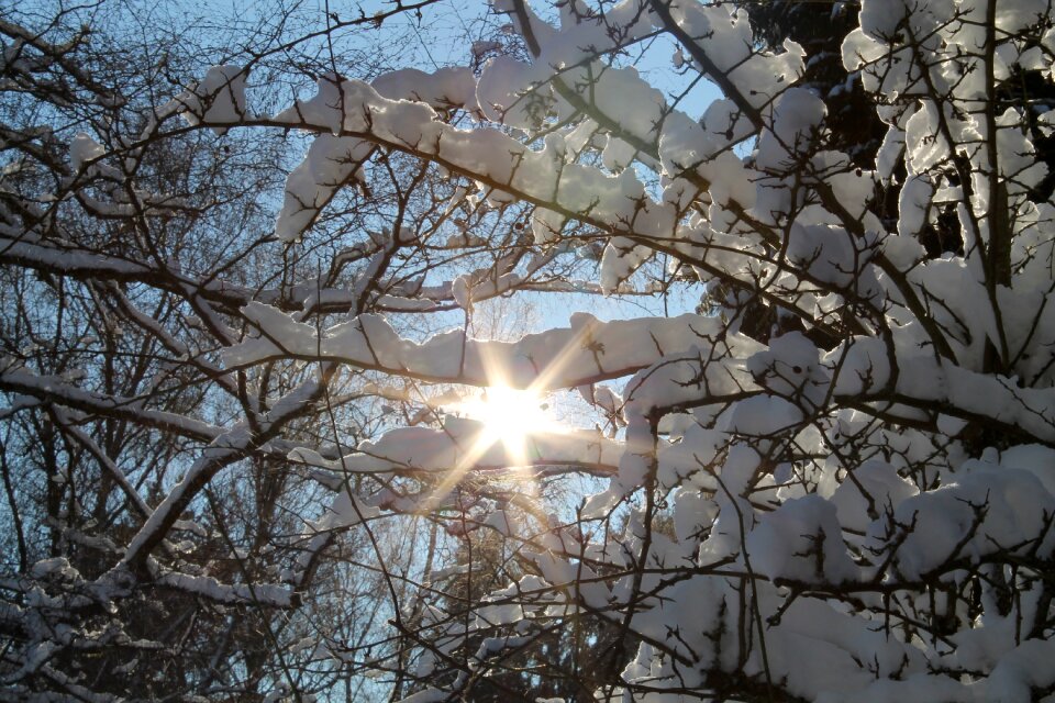 Wintry white trees photo