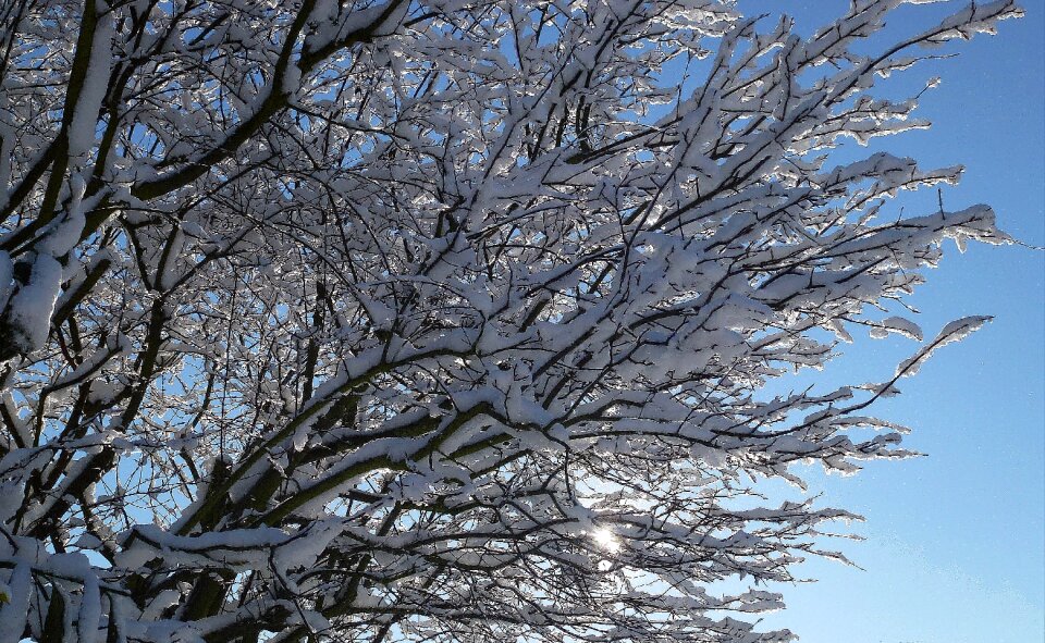Wintry trees nature