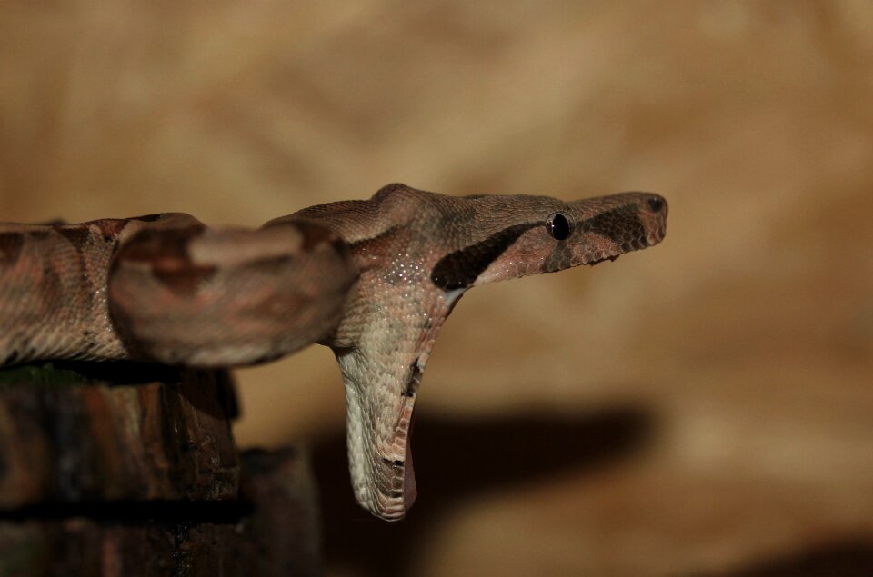 Boa constrictor imperator lurking close up