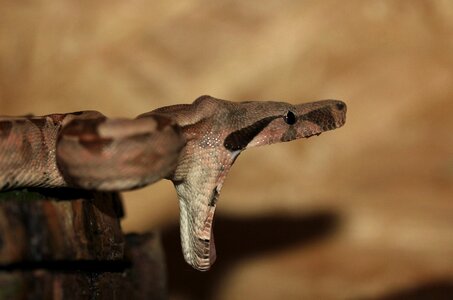 Boa constrictor imperator lurking close up photo