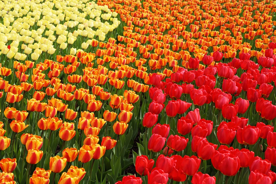 Color colorful field