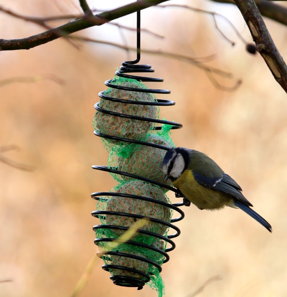 Wings animals talgboll